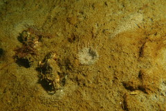 Harenactis attenuata