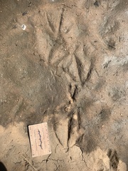 Alopochen aegyptiaca