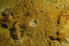 Harenactis attenuata