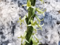 Mesadenus polyanthus