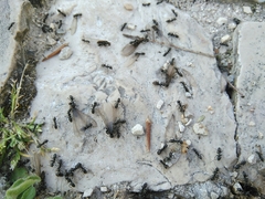 Reticulitermes grassei