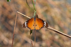 Danaus chrysippus