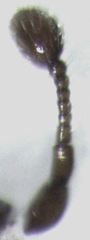 Acritus nigricornis