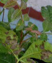Botryosphaeriales