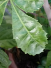 Botryosphaeriales