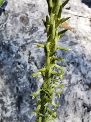 Mesadenus polyanthus