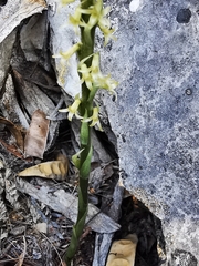 Mesadenus polyanthus