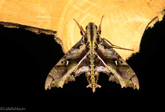 Hemeroplanes ornatus