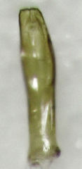 Acritus nigricornis