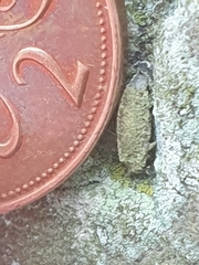 Narycia duplicella