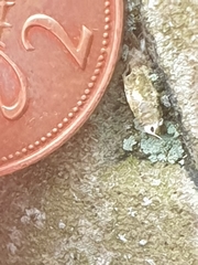 Narycia duplicella