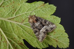 Oligia strigilis