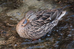 Anas platyrhynchos