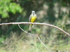 Tyrannus melancholicus