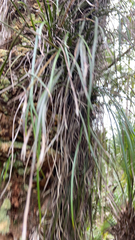 Vittaria lineata image