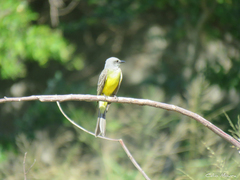 Tyrannus melancholicus