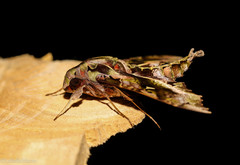 Hemeroplanes ornatus