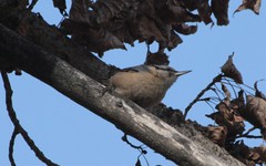 Sitta europaea