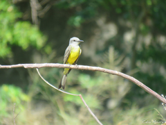 Tyrannus melancholicus