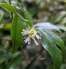 Sarcococca