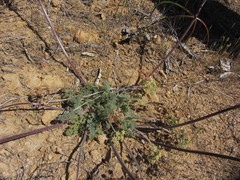 Lomatium dasycarpum