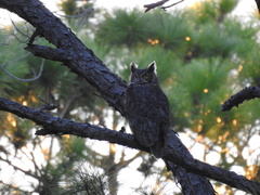 Bubo virginianus image