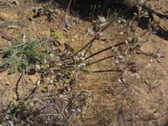 Lomatium dasycarpum