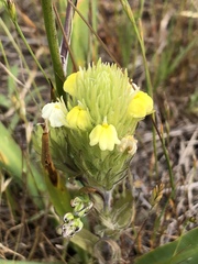 Castilleja rubicundula lithospermoides