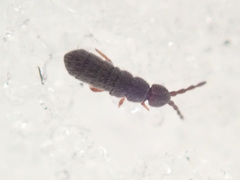 Vertagopus pseudocinereus