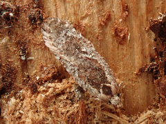 Agonopterix hypericella