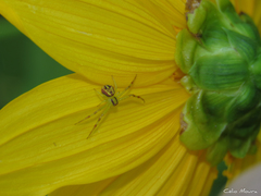 Misumenops maculissparsus