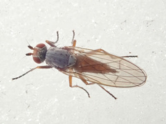 Tephrochlamys rufiventris
