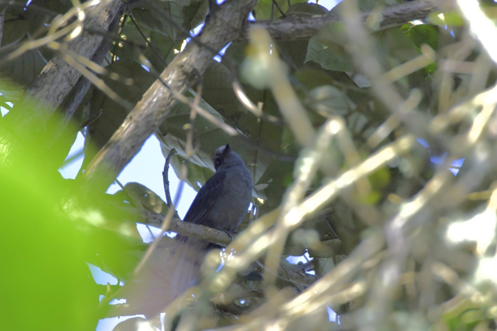 Dusky Piha (Lipaugus fuscocinereus), photo 5