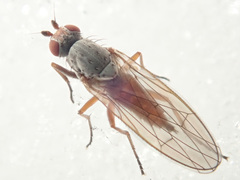 Tephrochlamys rufiventris