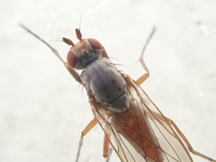 Tephrochlamys rufiventris