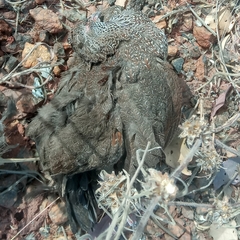 Ptilopachus petrosus