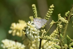 Lepidoptera