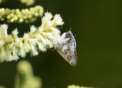Lepidoptera