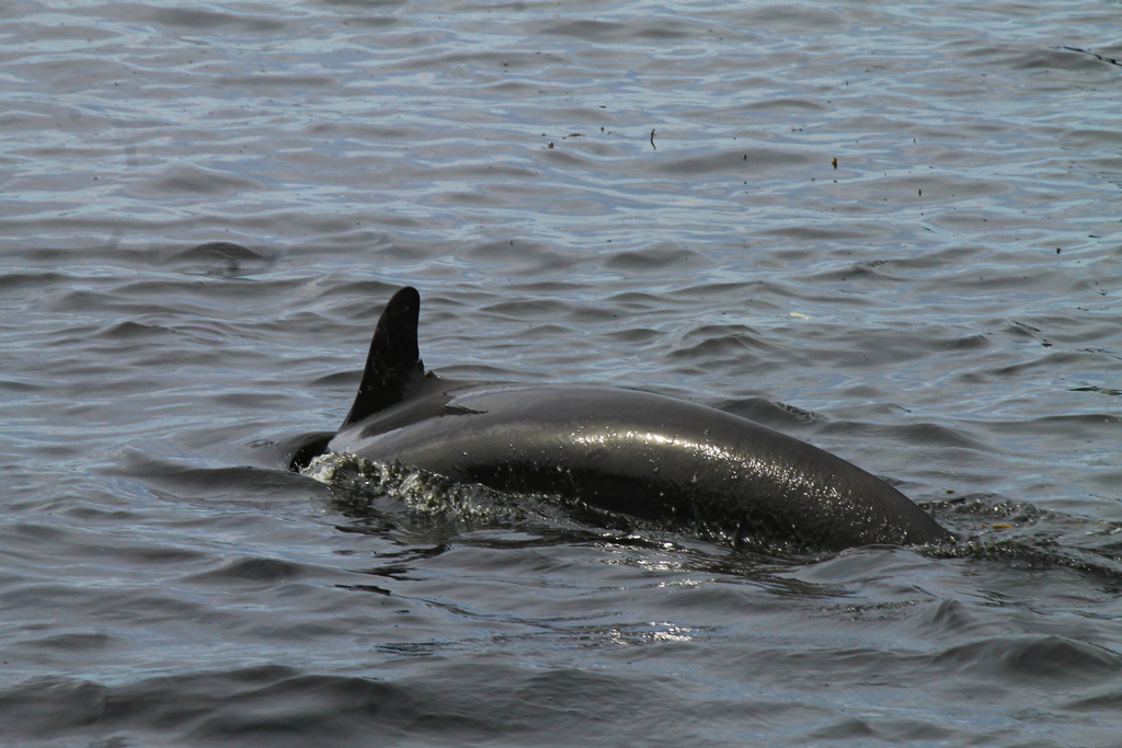 False killer whale surfacing with dorsal fin visible