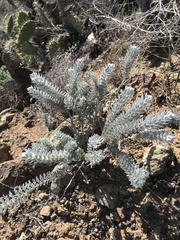 Acmispon argophyllus adsurgens