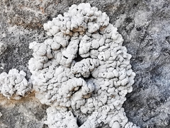 Alyxoria sierramadrensis