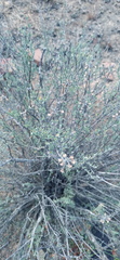 Ocimum burchellianum