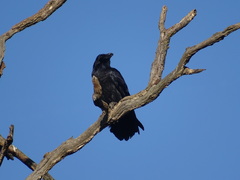 Corvus corax