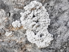 Alyxoria sierramadrensis