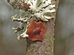 Encoelia tiliacea