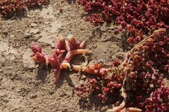 Mesembryanthemum cryptanthum