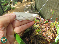 Maxillaria parviflora