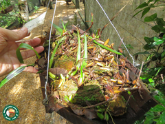 Maxillaria parviflora