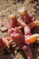 Mesembryanthemum cryptanthum