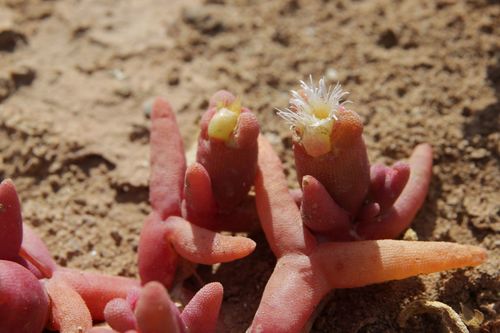 Image of Morocco Icefig (Mesembryanthemum theurkauffii) by (c) Olivier Argagnon, some rights reserved (CC BY)